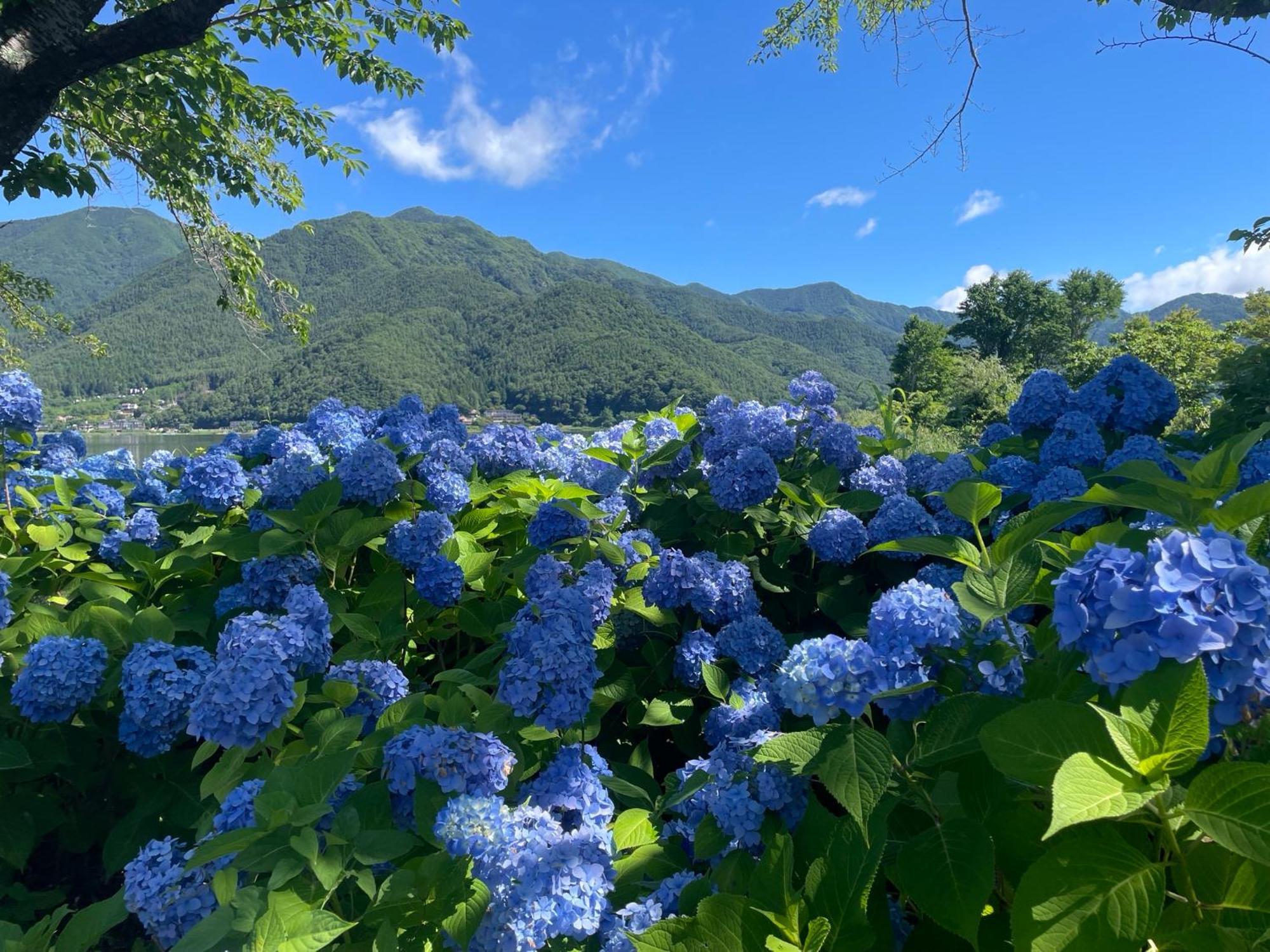 Togawaso Otel Fujikawaguchiko Dış mekan fotoğraf